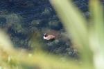 Matiu Somes Island - 07 - Canada goose