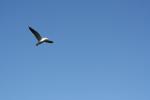 Matiu Somes Island - 13 - Black-backed seagull