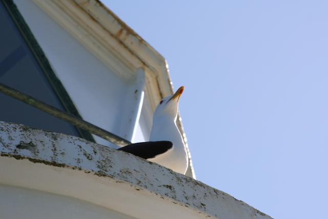 Matiu Somes Island - 18 - Black-backed seagull
