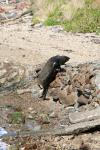 Matiu Somes Island - 31 - Climbing seal