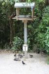 Karori 09 - Ducklings feeding from kaka feeder crumbs