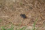 Karori 18 - Dead mouse
