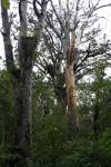 North Island Feb 2011 - 17 - Kauri trees in Waipoua Forest