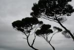 North Island Feb 2011 - 40 - Manuka tree