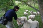 North Island Feb 2011 - 52 - Flo feeding sheep
