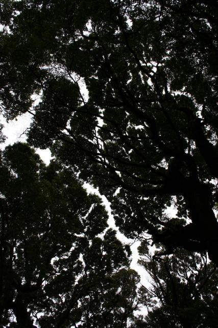 06 - Beech tree canopy