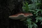 08 - Big as mushroom