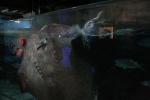 15 - Stingray, Kelly Tarlton Aquarium