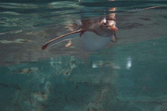 18 - Gentoo penguin, Kelly Tarlton Aquarium