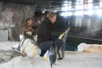 19 - King and Gentoo penguins, Kelly Tarlton Aquarium