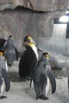20 - King penguin feeding baby, Kelly Tarlton Aquarium