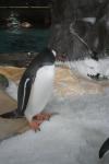 21 - Gentoo penguin, Kelly Tarlton Aquarium
