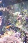 30 - Shrimp Vs Fish fight, Kelly Tarlton Aquarium