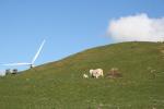 Makara 04 - Sheep and wind turbine