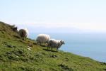 Makara 05 - Sheep and South Island