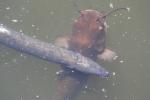 06 - Eel and catfish in Western Springs