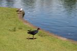 07 - Pukeko and seagull in Western Springs