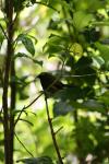 Tiritiri Matangi - 03 - Korimako (bellbird)