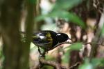 Tiritiri Matangi - 04 - Hihi (stitchbird)