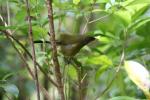 Tiritiri Matangi - 05 - Korimako (bellbird)