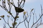 Tiritiri Matangi - 15 - Korimako (bellbird)