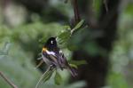 Tiritiri Matangi - 28 - Hihi (bellbird)