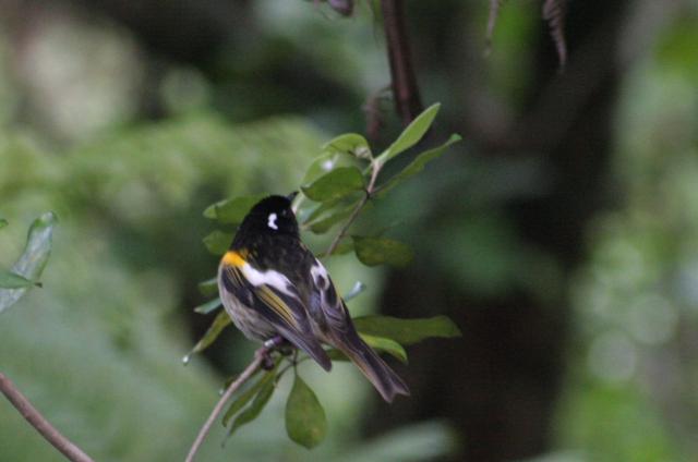 Tiritiri Matangi - 28 - Hihi (bellbird)