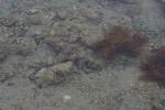 Tiritiri Matangi - 30 - Conch in Hobbs beach waters