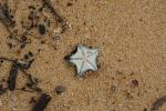 Christmas 2012 - 027 - Common star, Patiriella regularis, Abel Tasman