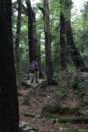 Christmas 2012 - 046 - Beech forest, West Rotoiti track, Nelson Lakes
