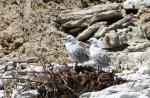 Christmas 2012 - 081 - Child seagulls, East head, Kaikoura