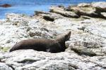 Christmas 2012 - 085 - New Zealand fur seal, East head, Kaikoura