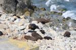 Christmas 2012 - 092 - New Zealand fur seal colony, Ohau, near Kaikoura