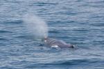 Christmas 2012 - 095 - Sperm whale, Kaikoura