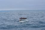 Christmas 2012 - 096 - Sperm whale diving, Kaikoura