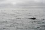 Christmas 2012 - 098 - Sperm whale, Kaikoura