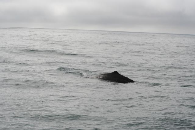 Christmas 2012 - 099 - Sperm whale diving, Kaikoura