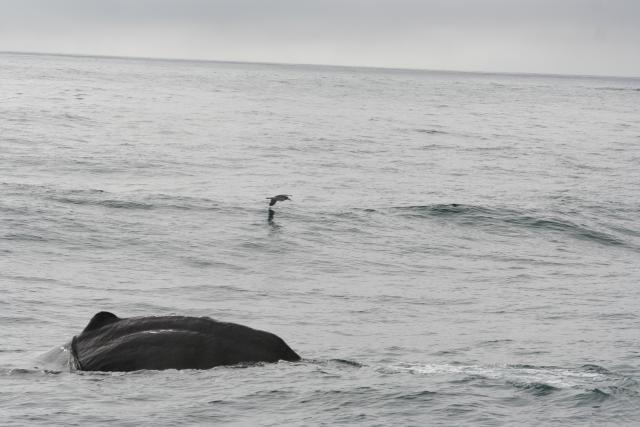 Christmas 2012 - 100 - Sperm whale diving, Kaikoura