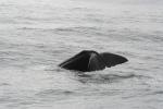 Christmas 2012 - 101 - Sperm whale diving, Kaikoura