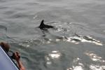 Christmas 2012 - 104 - Dusky dolphin, Kaikoura