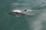 Christmas 2012 - 105 - Dusky dolphin, Kaikoura