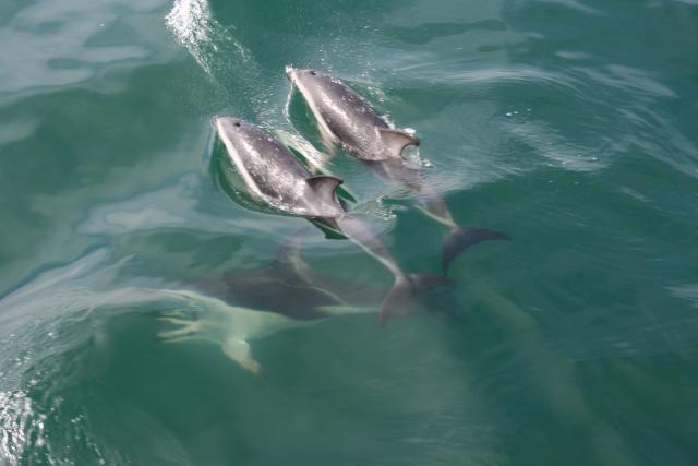 Christmas 2012 - 106 - Dusky dolphins, Kaikoura