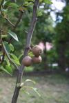 2012-02-20 Pears growing