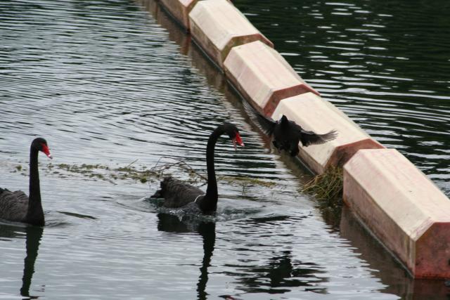 13 - Australian Coot disturbed by swans