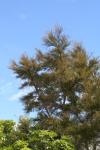 20 - Manuka tree at Headland Loop track lookout