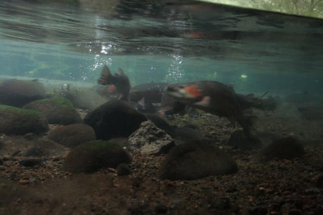 27 - Rainbow trouts at Turangi trout centre