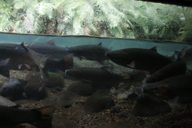28 - Rainbow trouts at Turangi trout centre