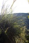 Mount Holdsworth 14 - Broad-leaved bush tussock, Raingauge Spur Track