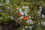 Gentle Annie Road Trip - 10 - Hygrocybe fungi, Lakes track, Kuripapango