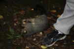 Gentle Annie Road Trip - 14 - Dead possum, Blowhard bush